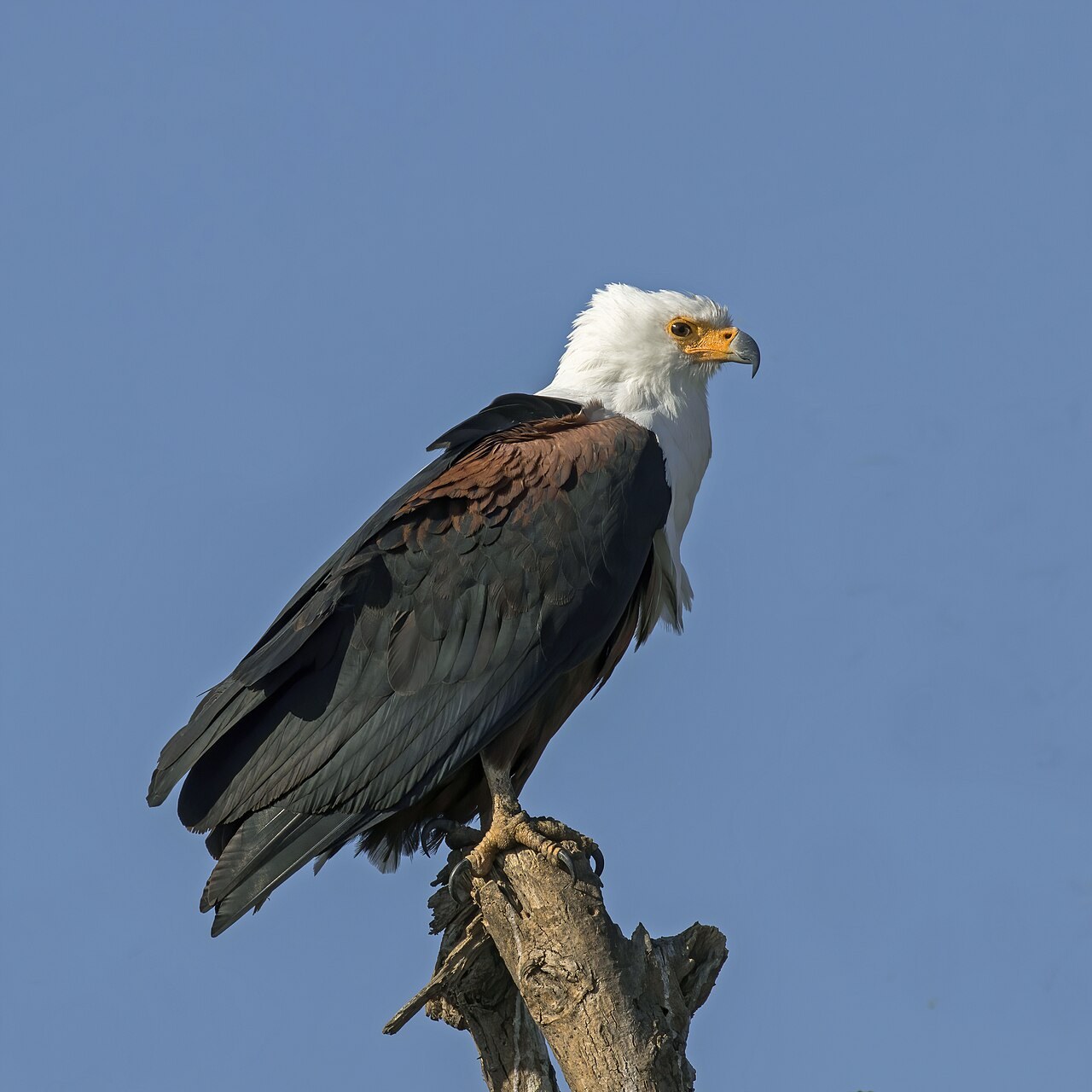 African fish eagle — photograph