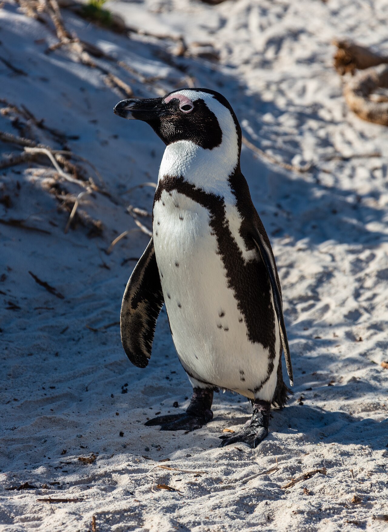 African penguin — photograph