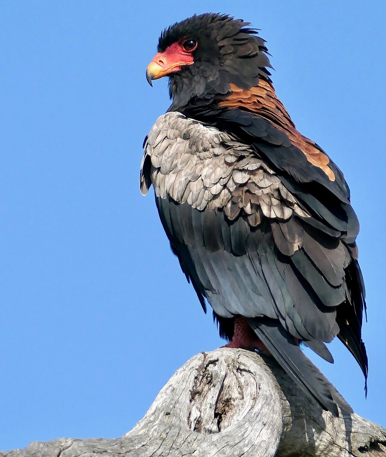 Bateleur — photograph