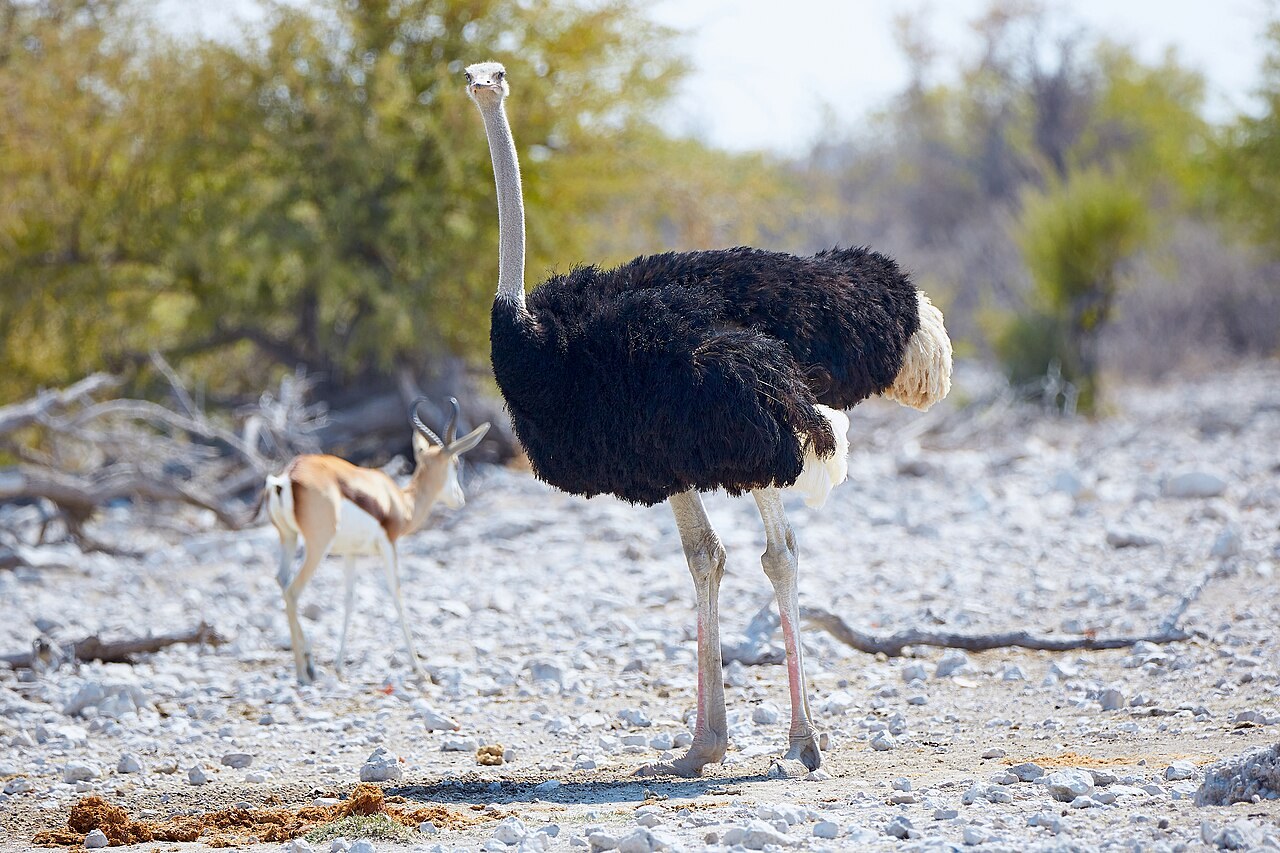 Common ostrich — photograph