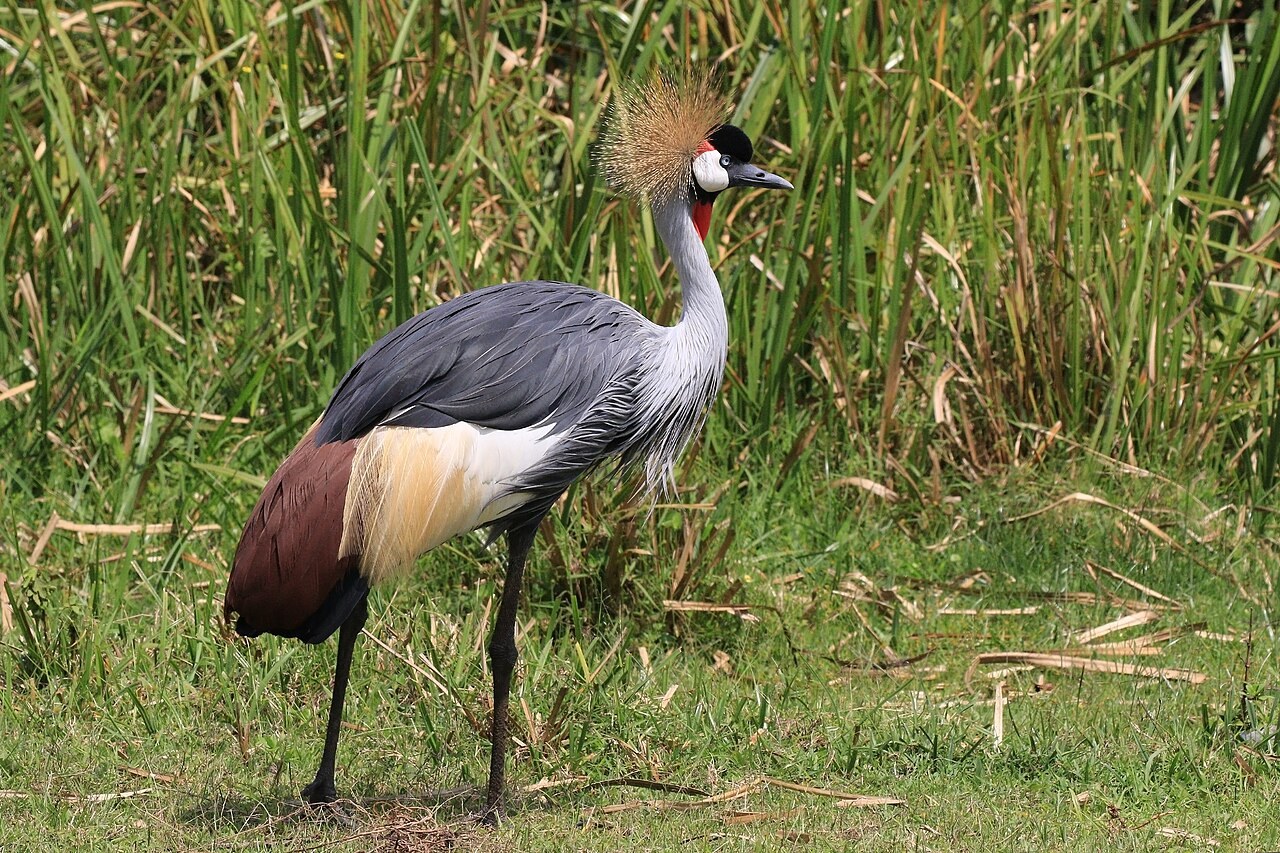 Grey crowned crane — photograph