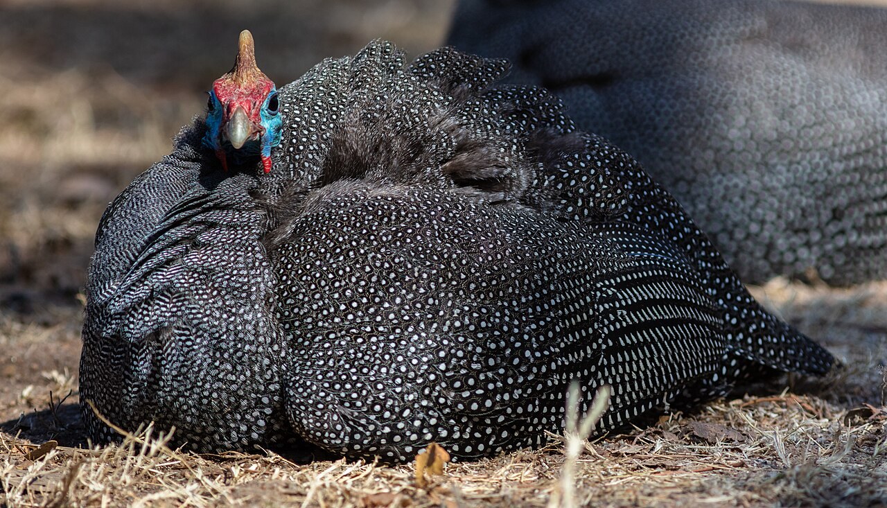 Helmeted guineafowl — photograph