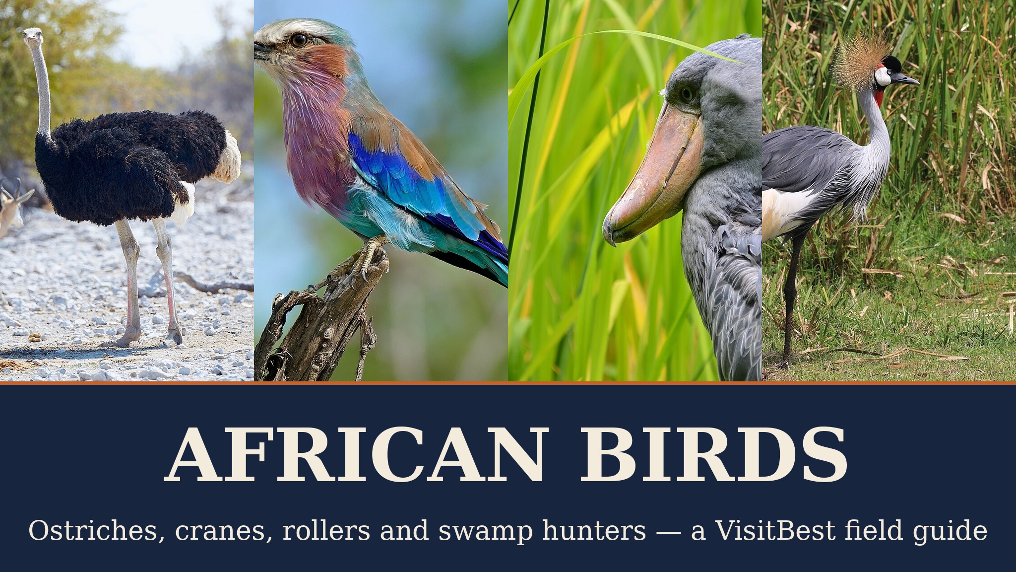 African Birds — VisitBest cover