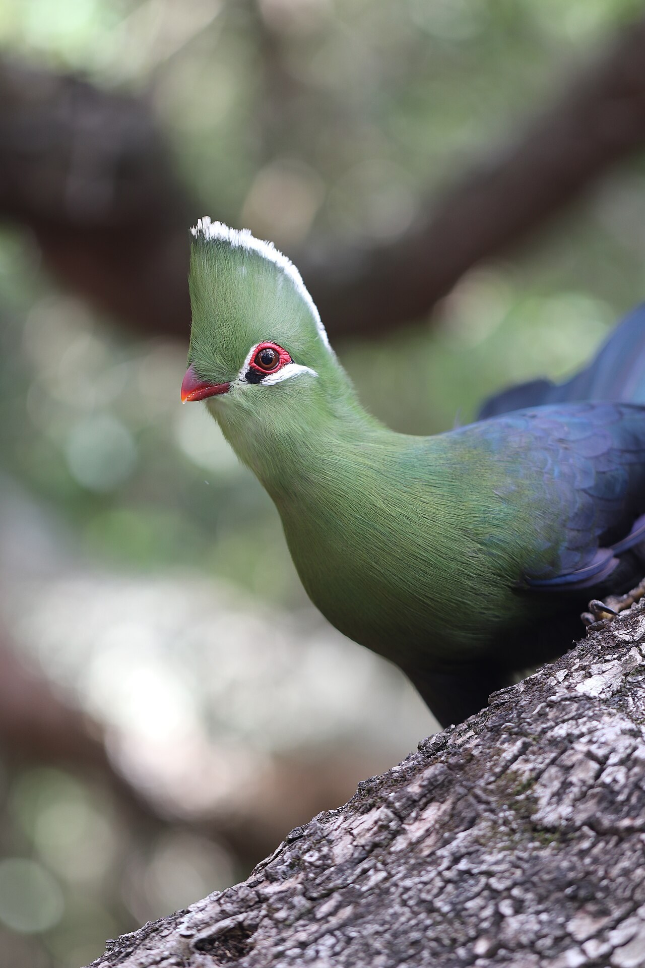 Knysna turaco — photograph