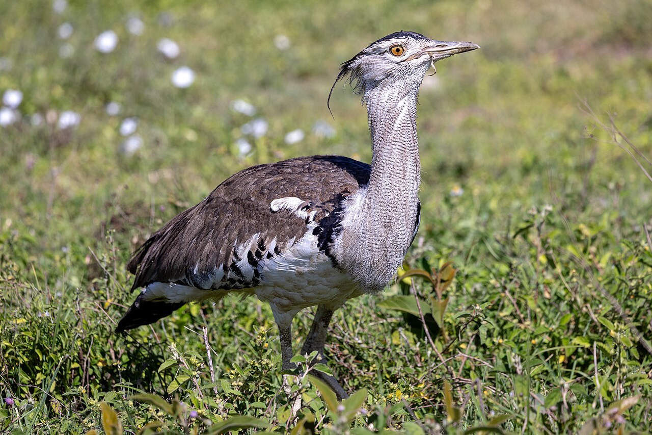 Kori bustard — photograph
