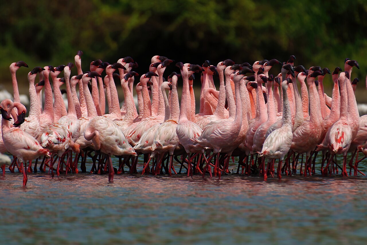 Lesser flamingo — photograph