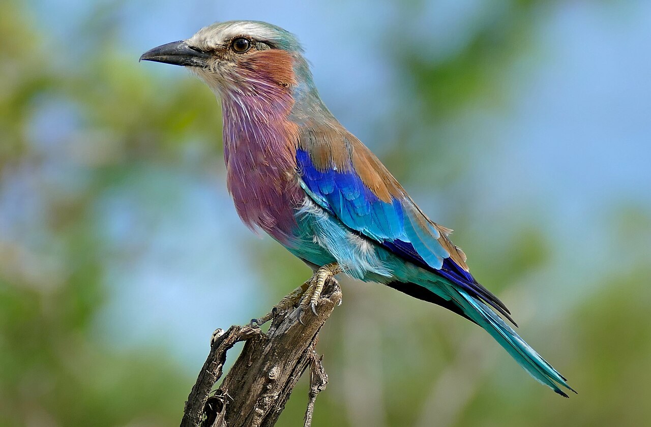 Lilac-breasted roller — photograph