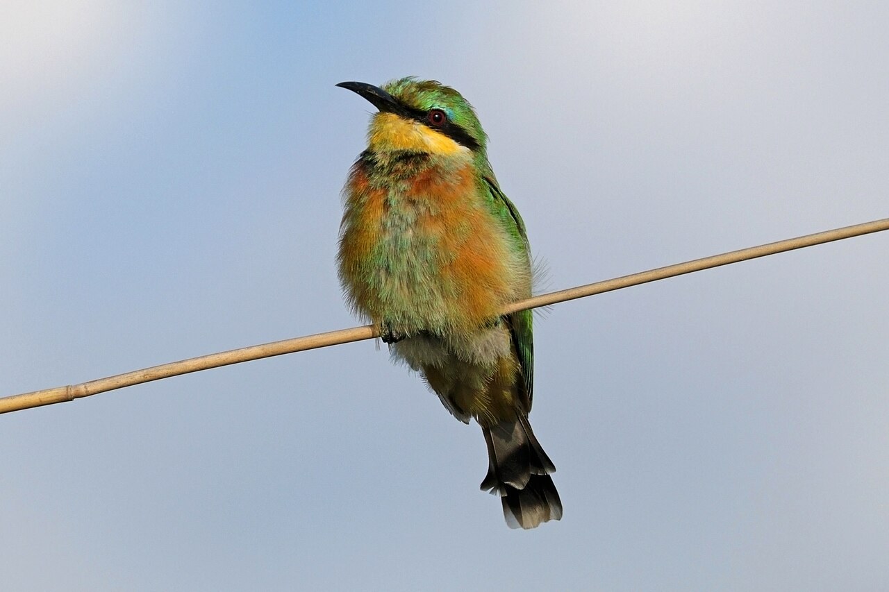 Little bee-eater — photograph