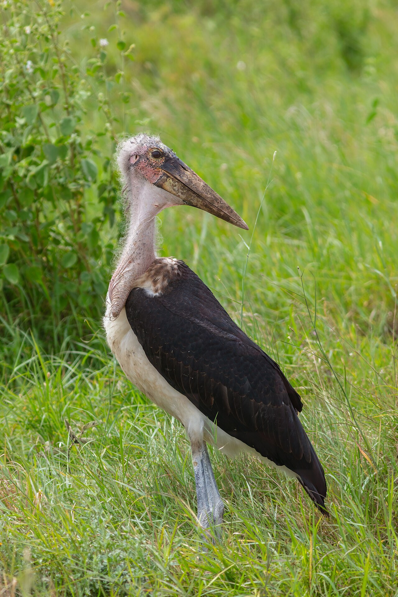 Marabou stork — photograph