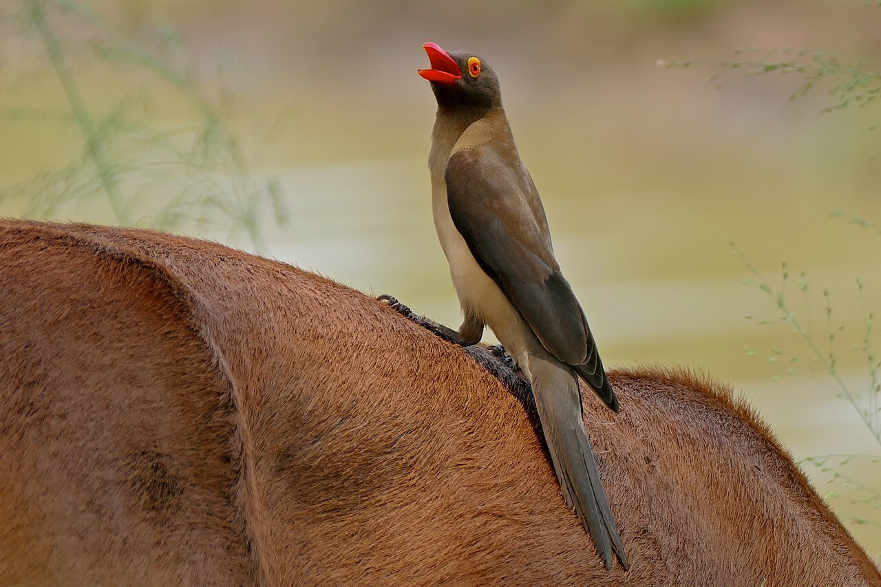 Red-billed oxpecker — photograph