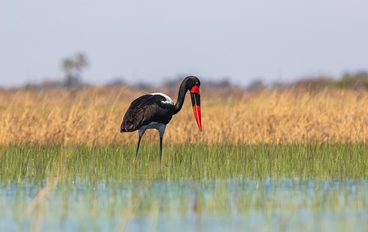 Saddle-billed stork — photograph