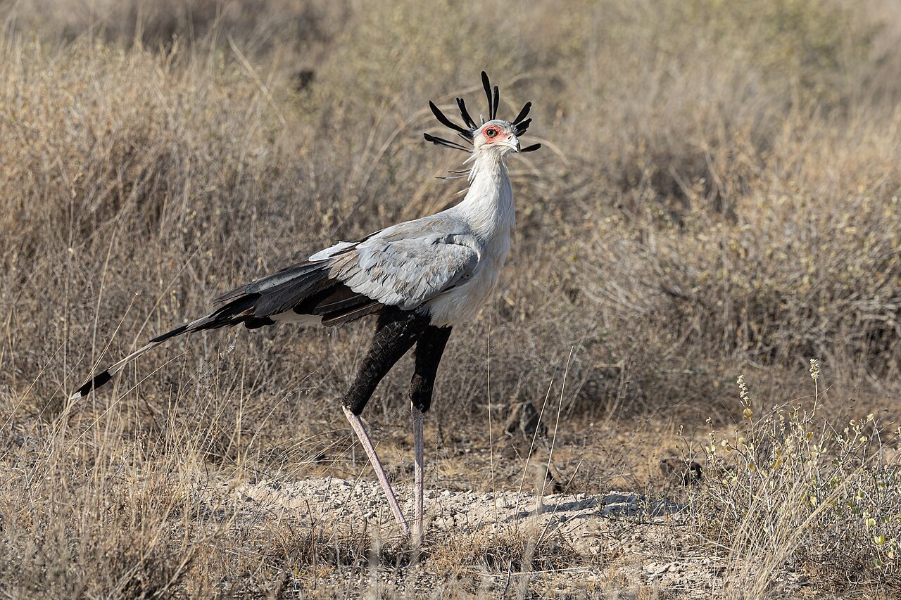 Secretary bird — photograph