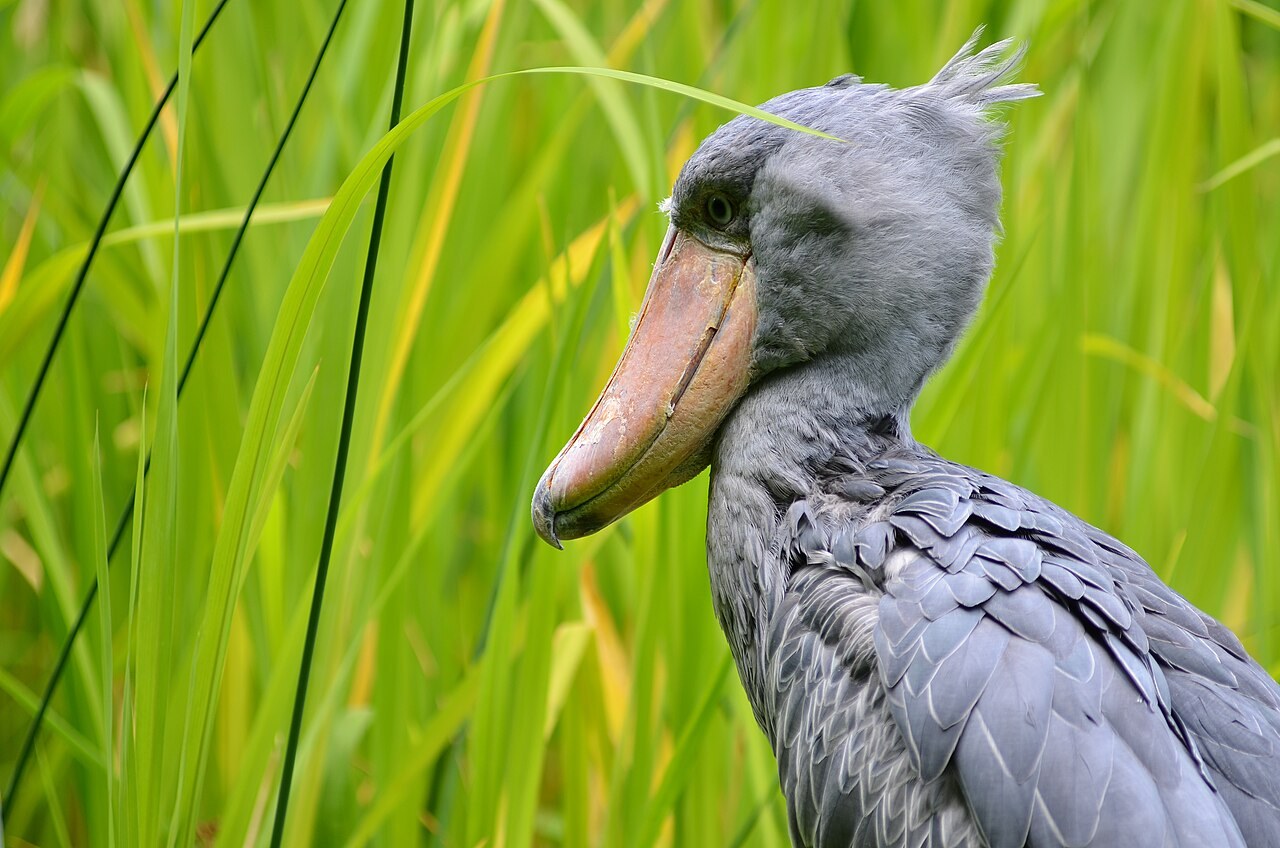 Shoebill — photograph