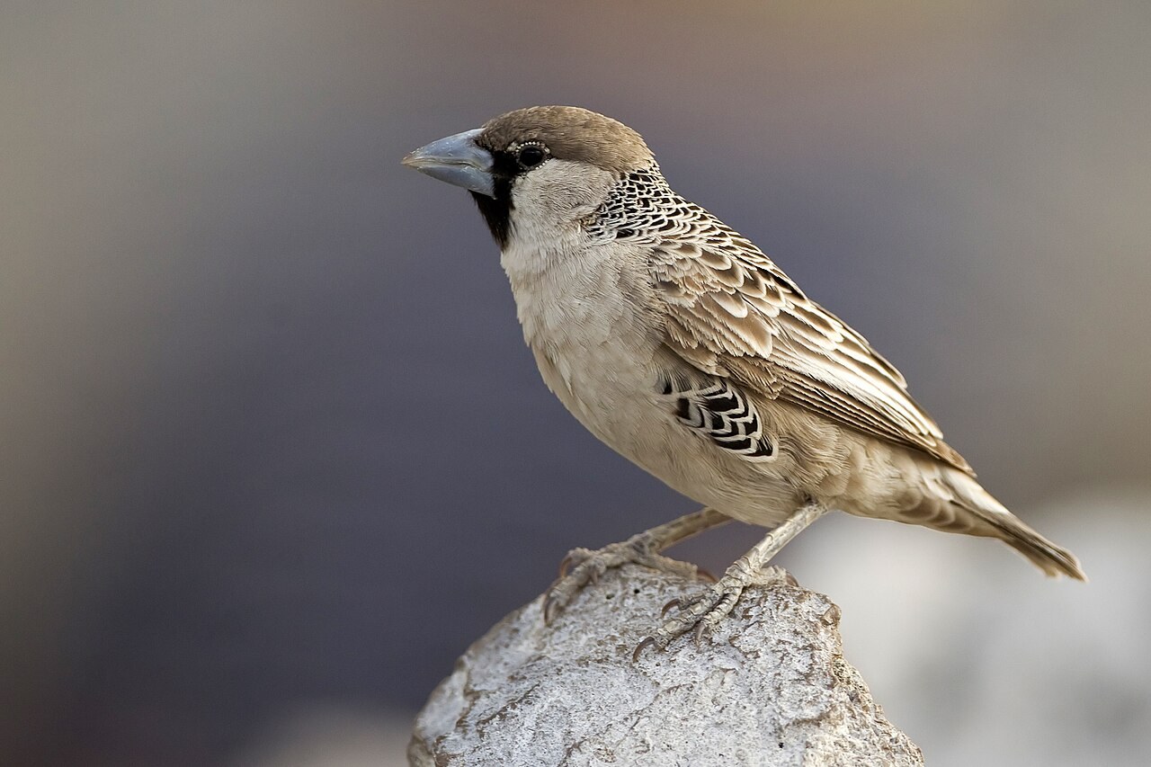 Sociable weaver — photograph