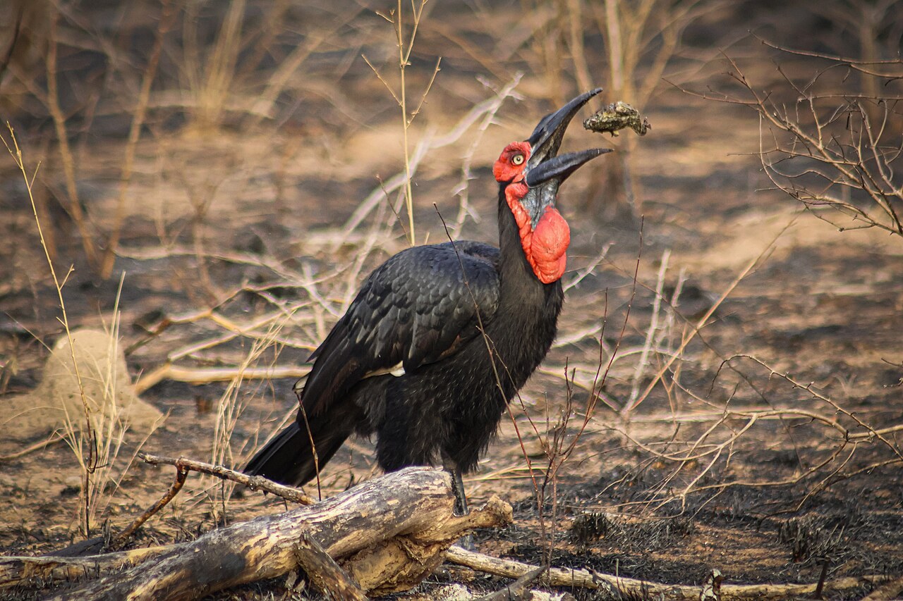 Southern ground hornbill — photograph