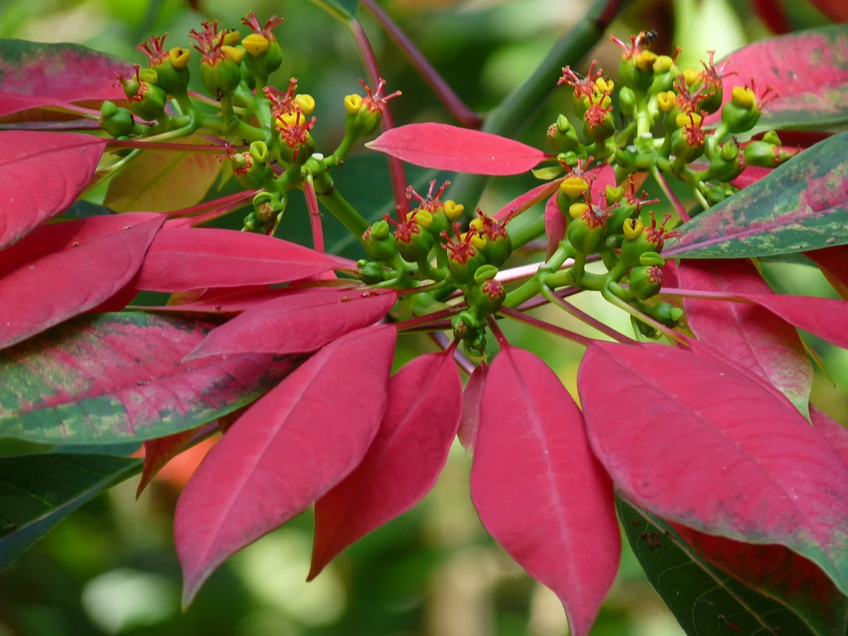 Poinsettia plant with red bracts and small yellow flowers