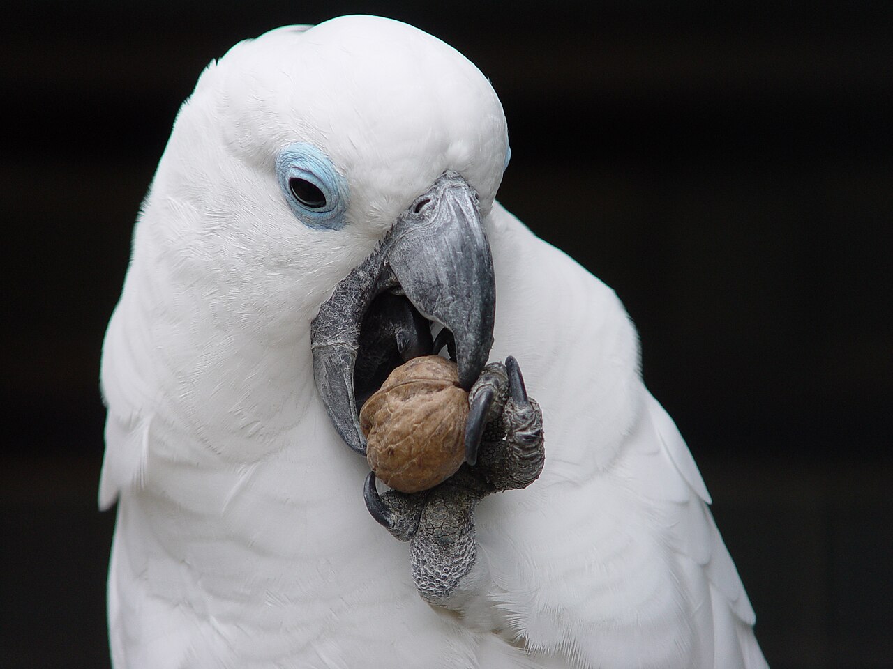 Blue-eyed cockatoo — photograph