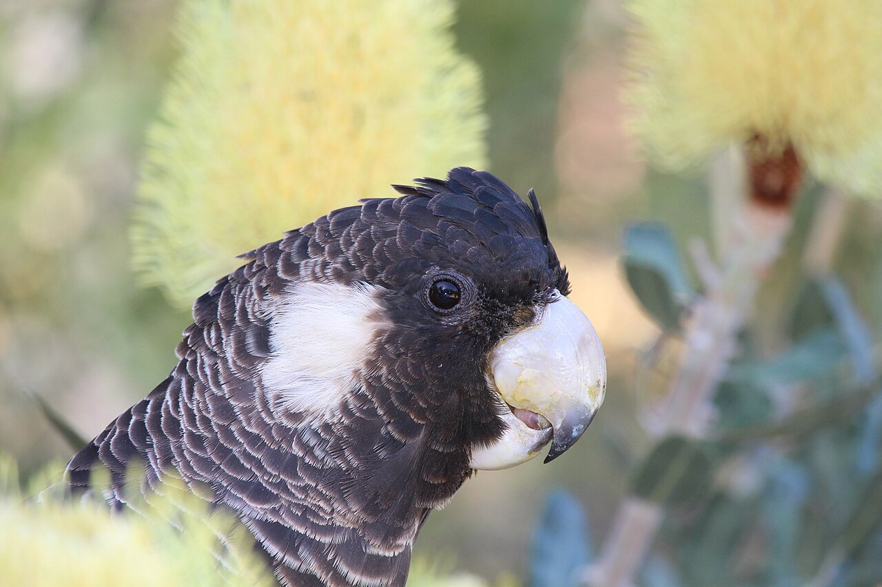 Carnaby's black cockatoo — photograph