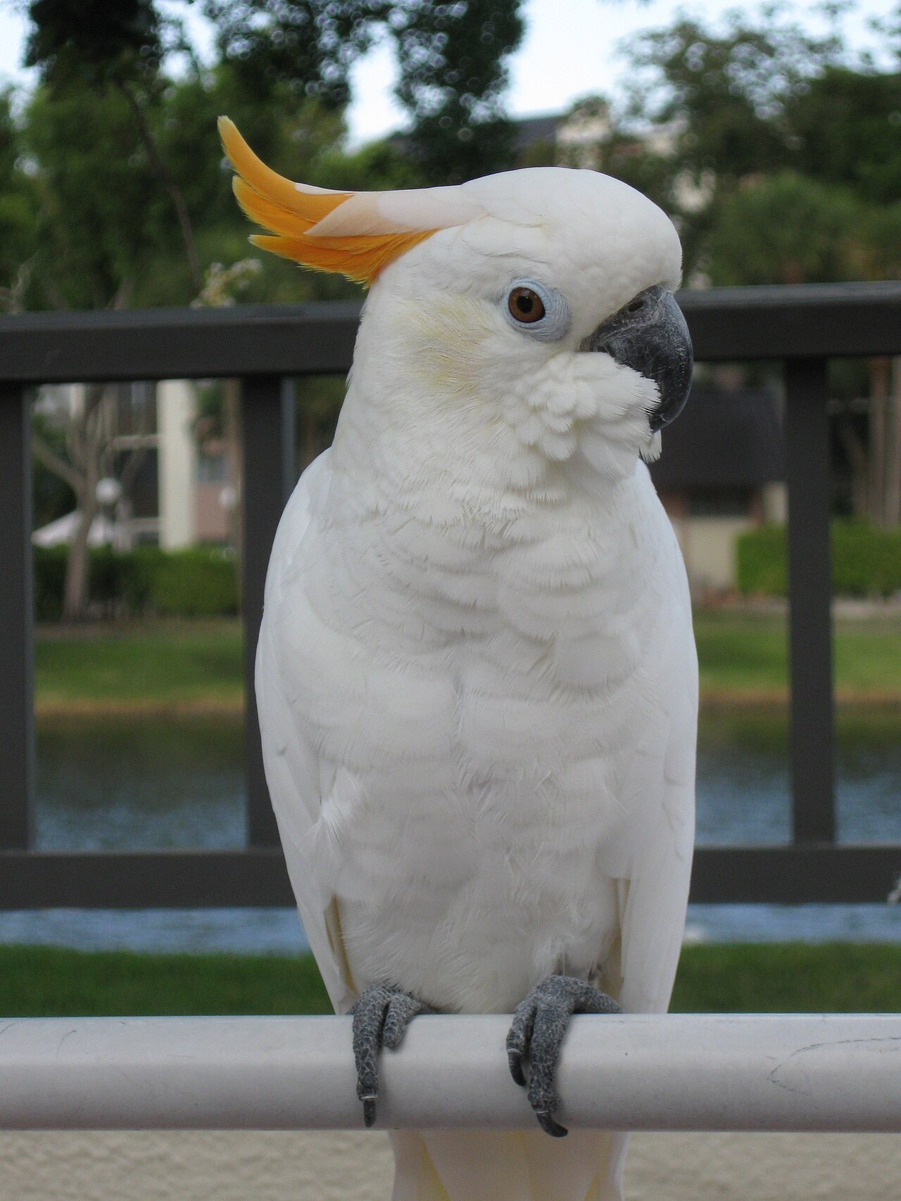 Citron-crested cockatoo — photograph