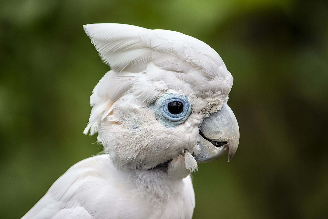 Ducorps's cockatoo — photograph