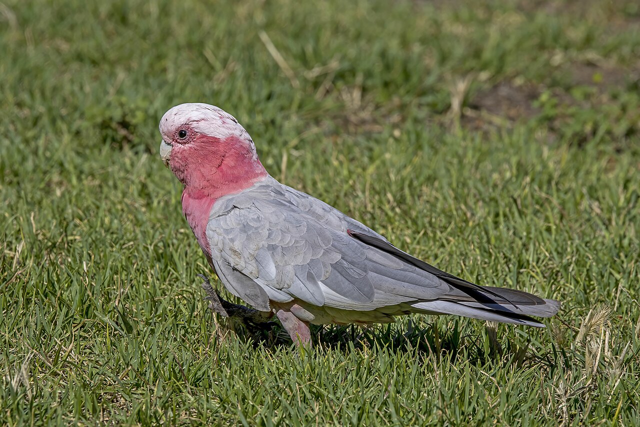 Galah — photograph