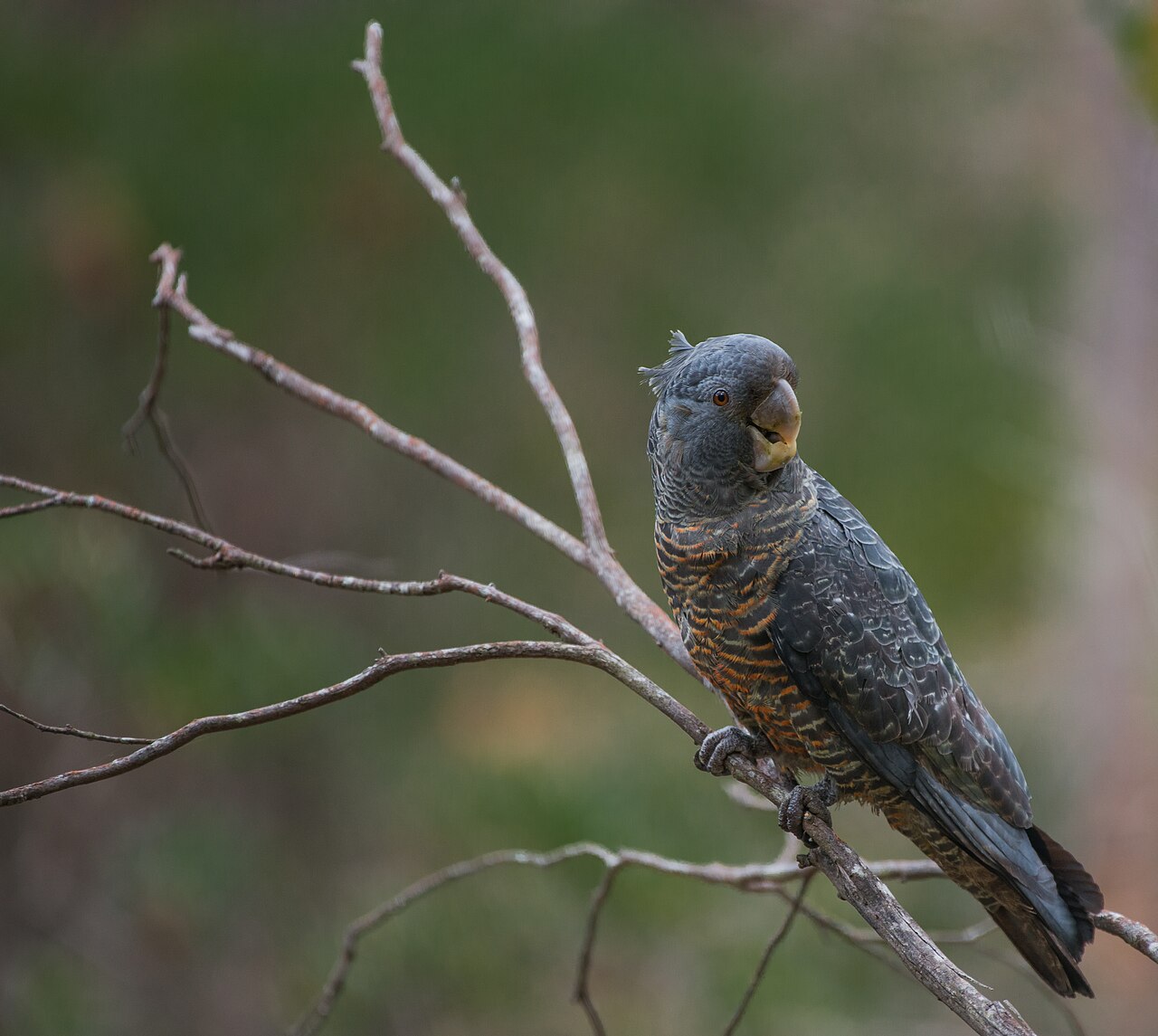 Gang-gang cockatoo — photograph