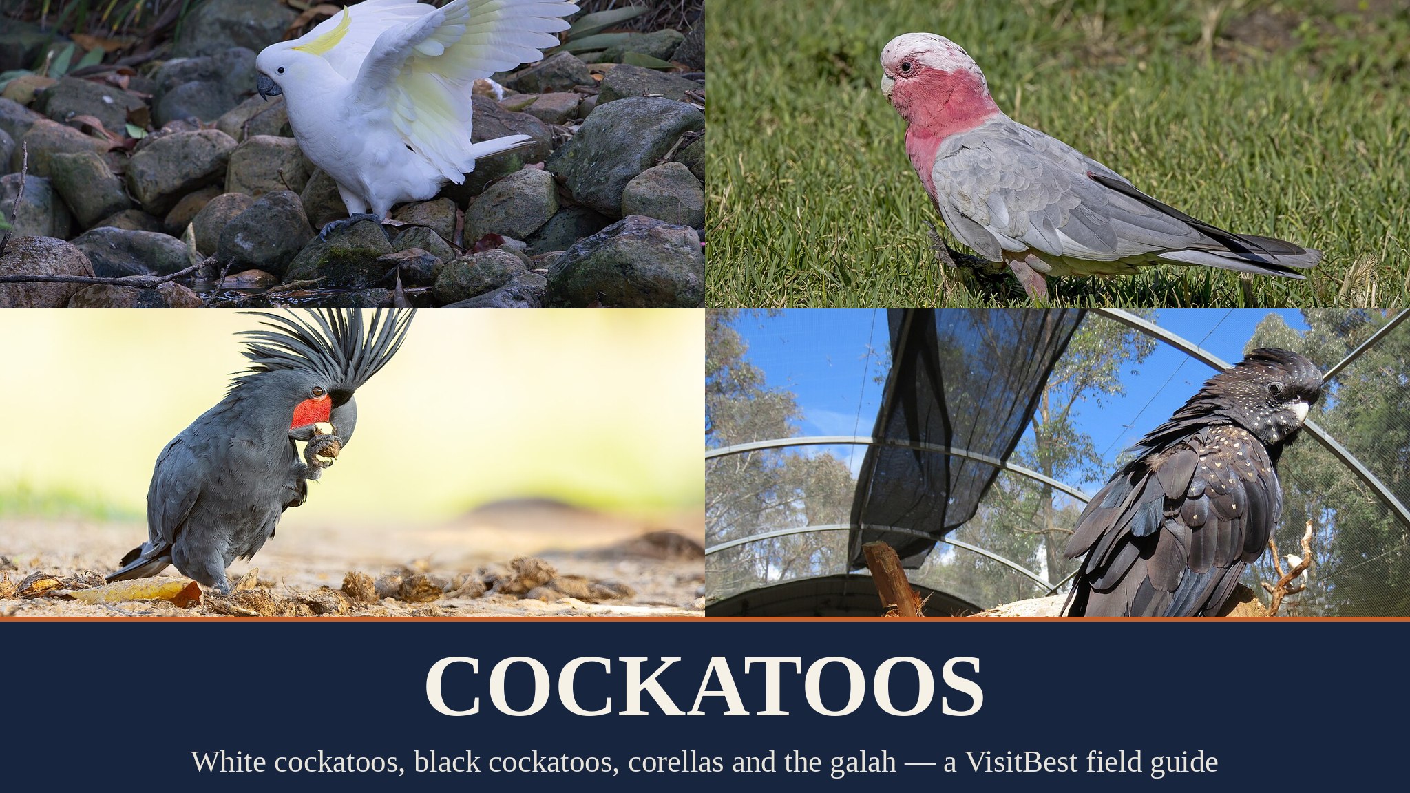 Cockatoo Birds — VisitBest cover