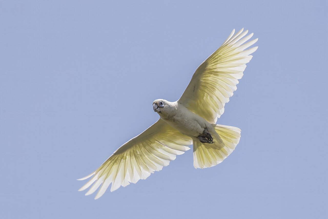 Little corella — photograph