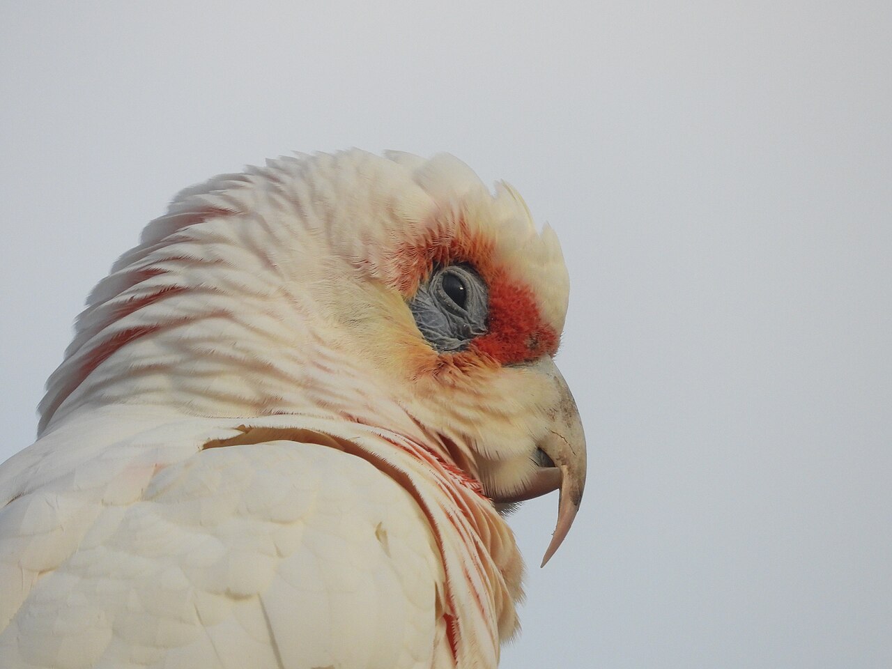 Long-billed corella — photograph