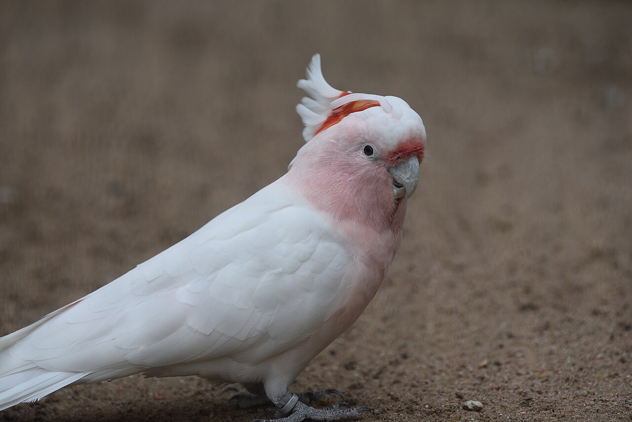 Major Mitchell's cockatoo — photograph