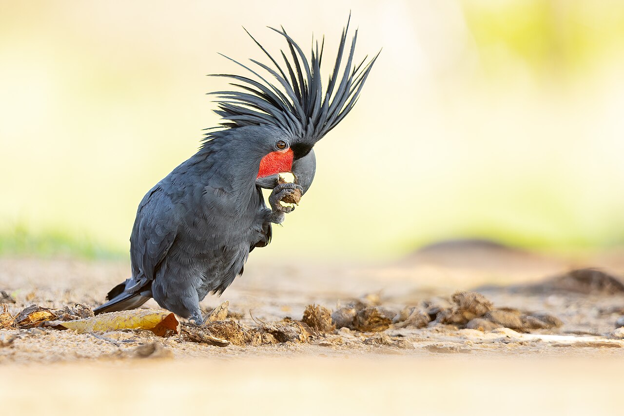 Palm cockatoo — photograph