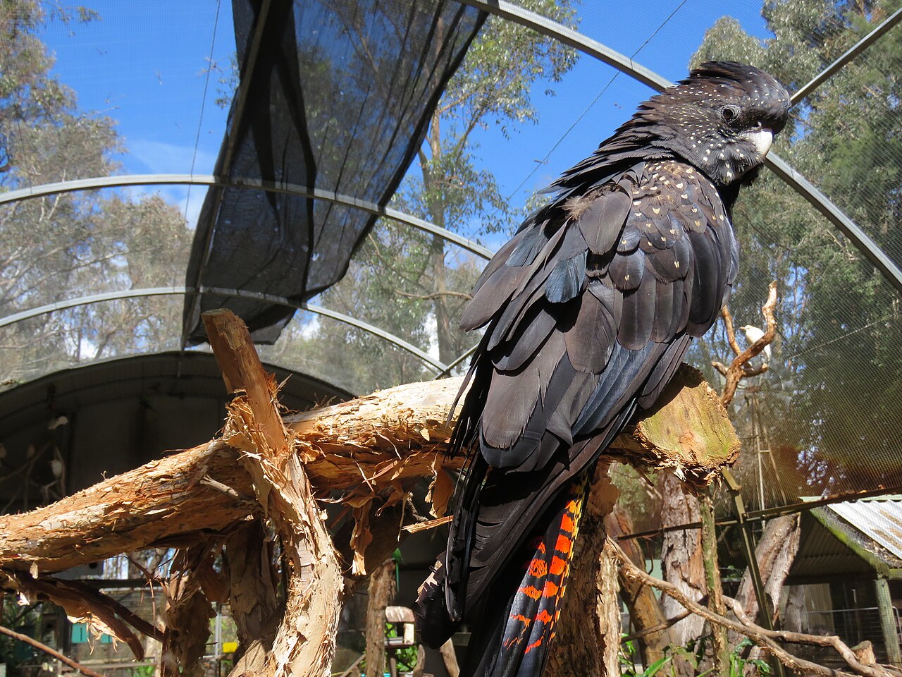 Red-tailed black cockatoo — photograph