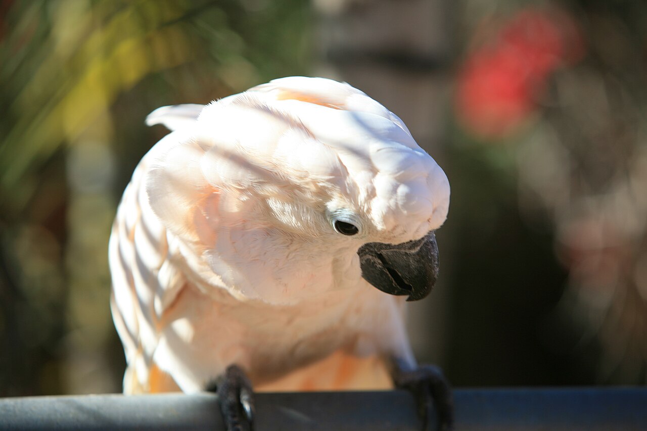 Salmon-crested cockatoo — photograph