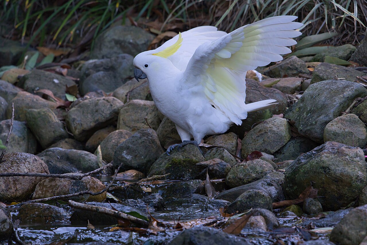 Sulphur-crested cockatoo — photograph
