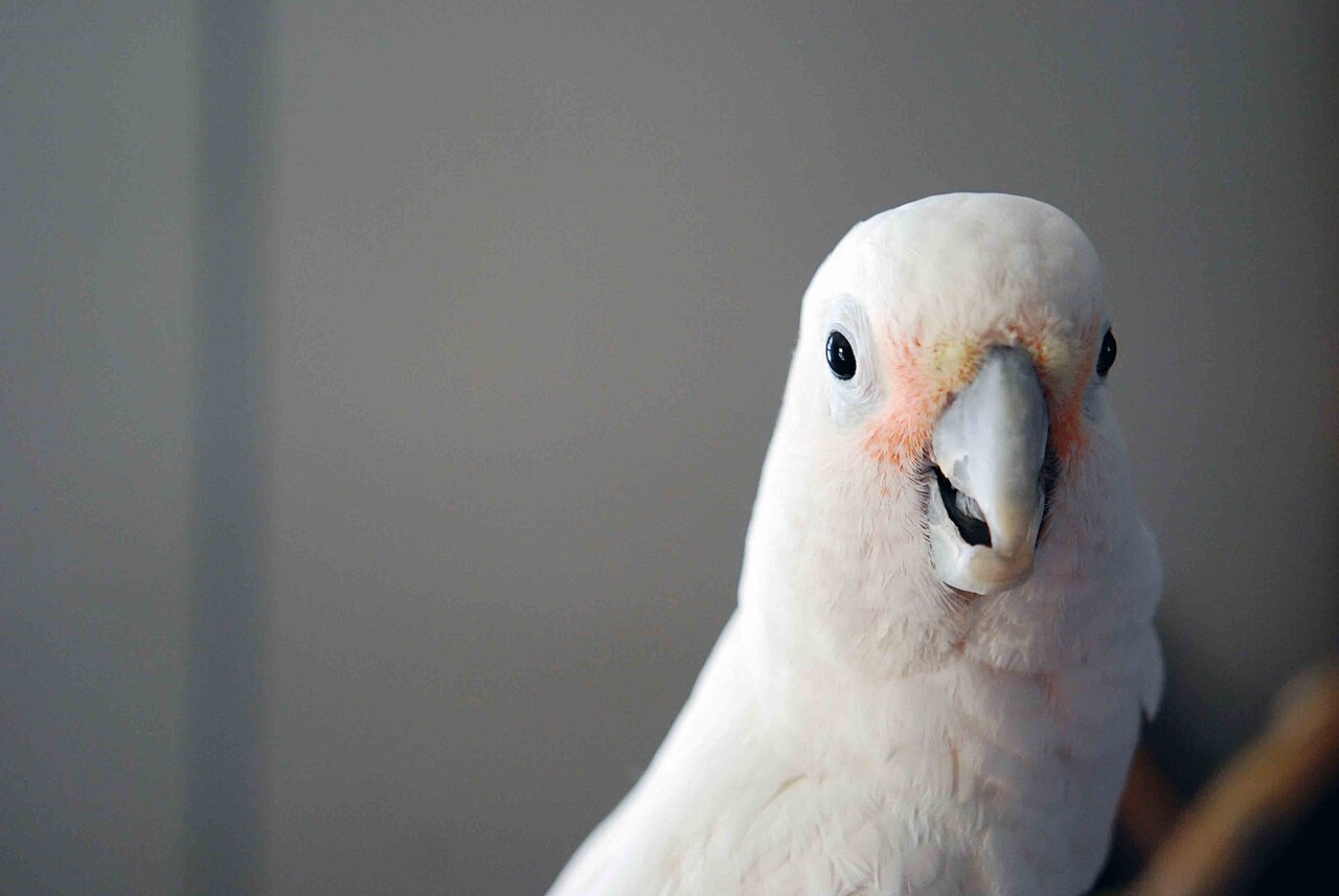 Tanimbar corella — photograph