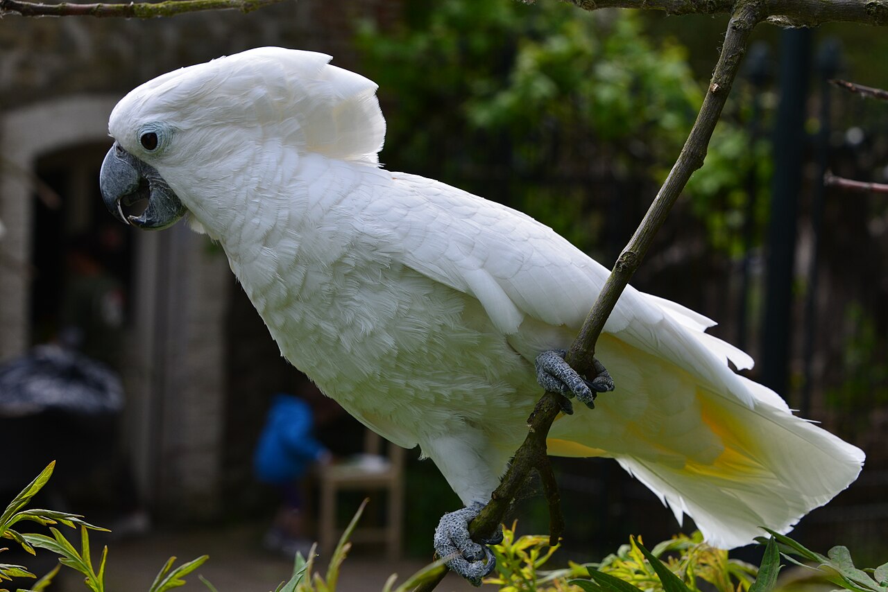 White cockatoo — photograph