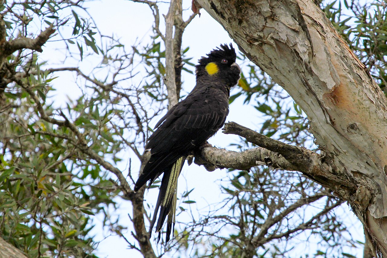 Yellow-tailed black cockatoo — photograph