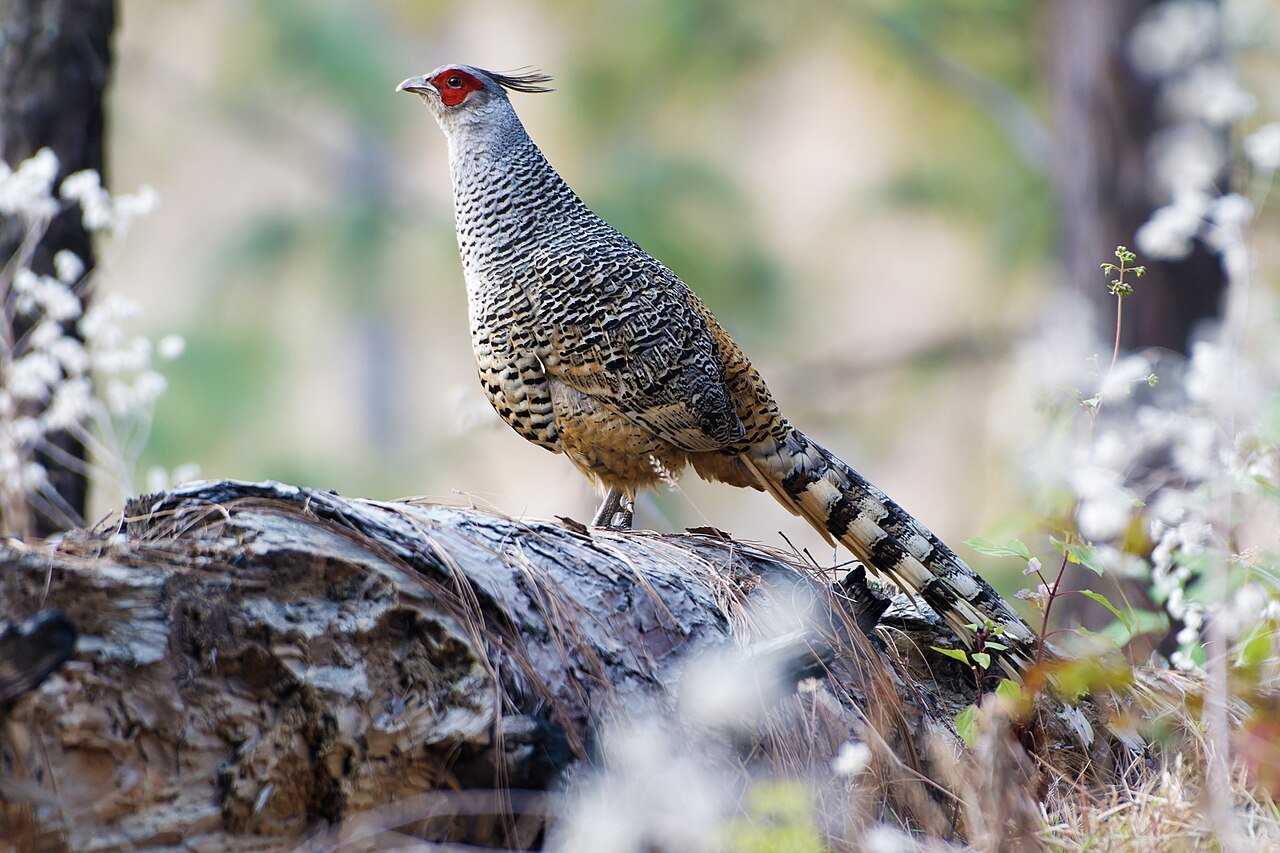 Cheer pheasant — photograph