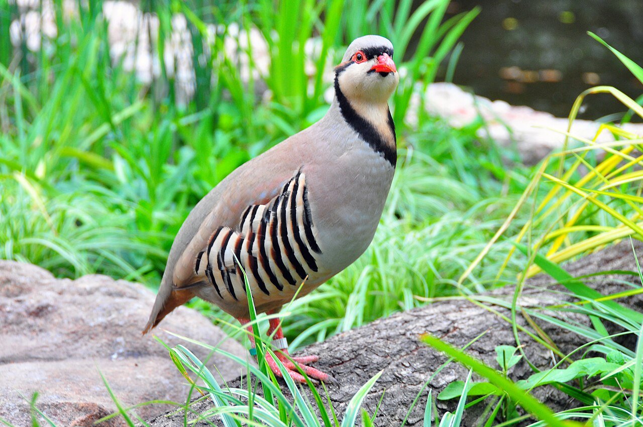 Chukar partridge — photograph