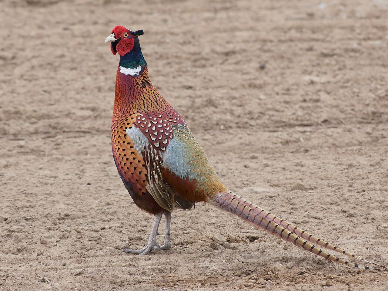 Common pheasant — photograph