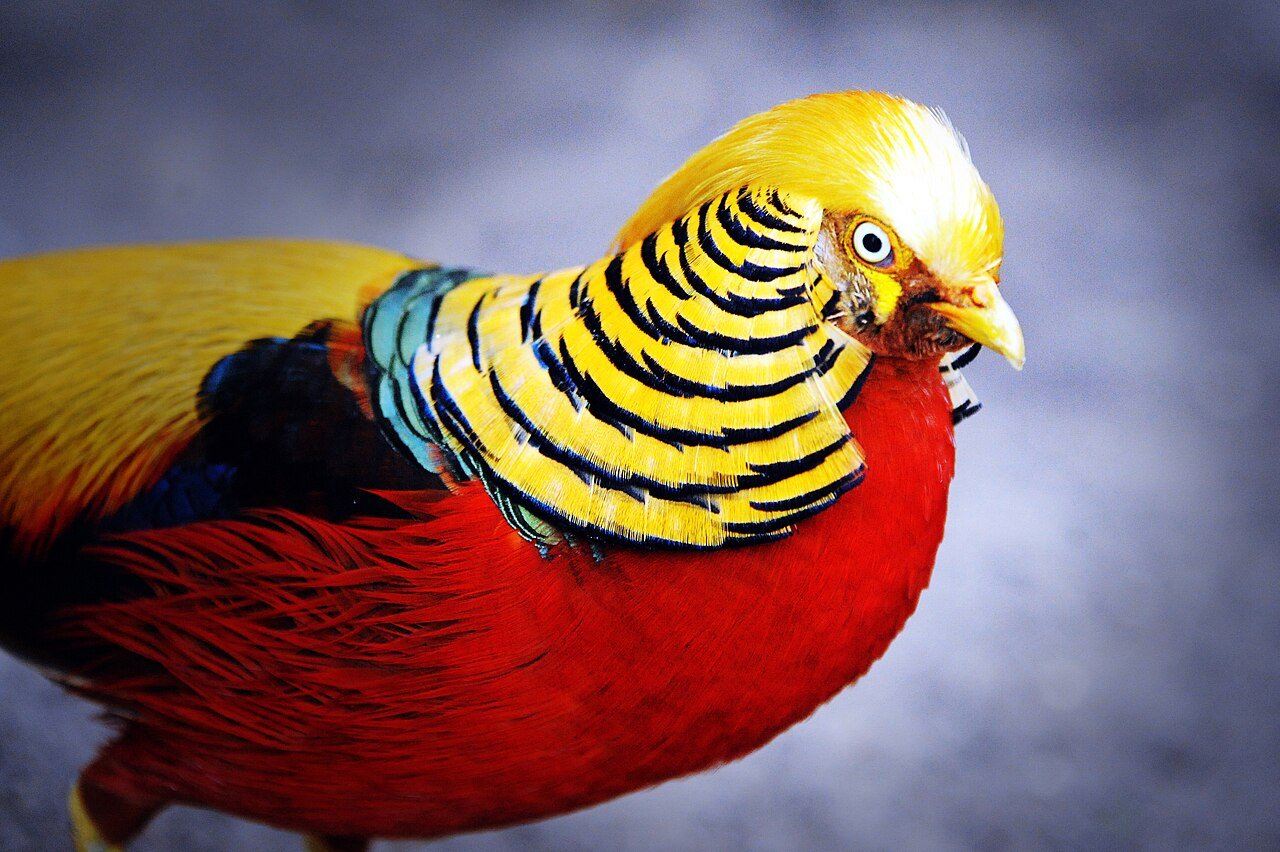 Golden pheasant — photograph