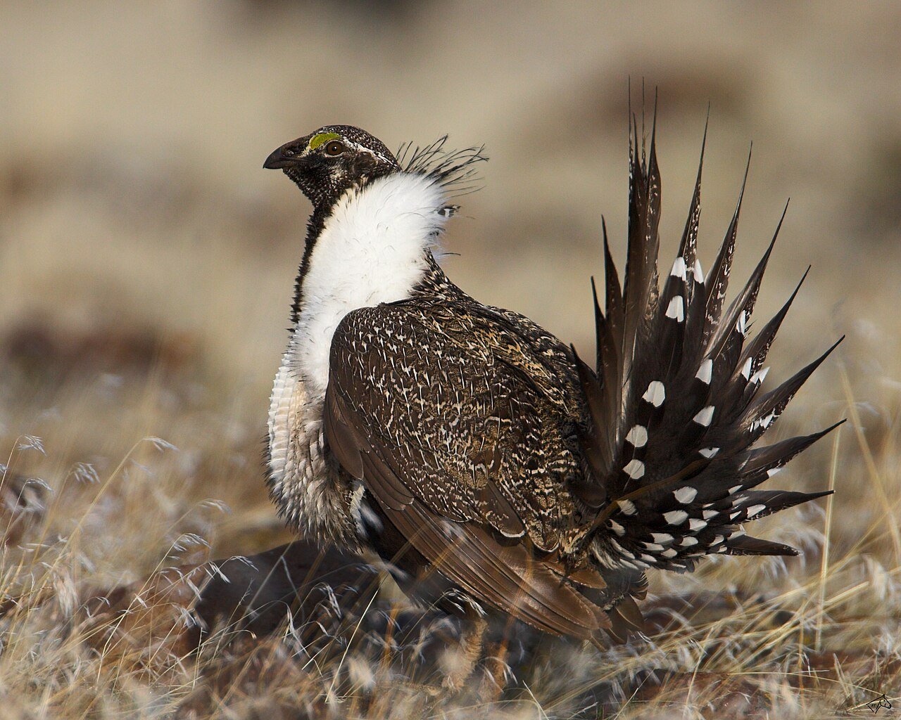 Greater sage-grouse — photograph
