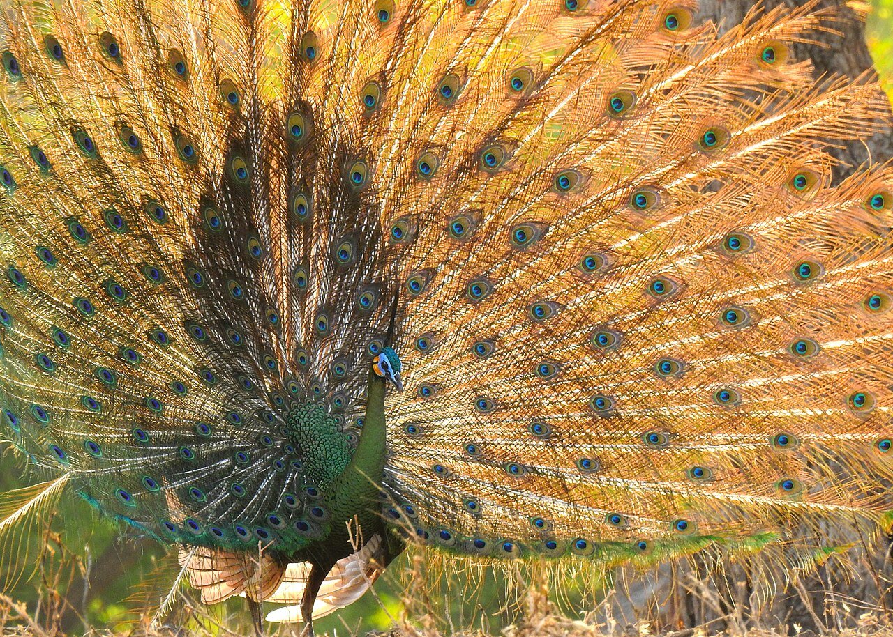 Green peafowl — photograph