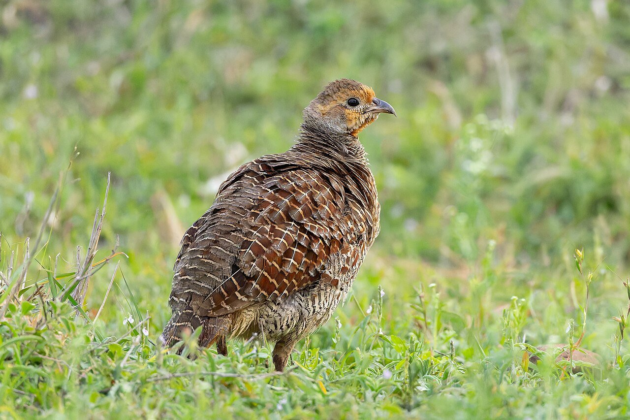 Grey francolin — photograph