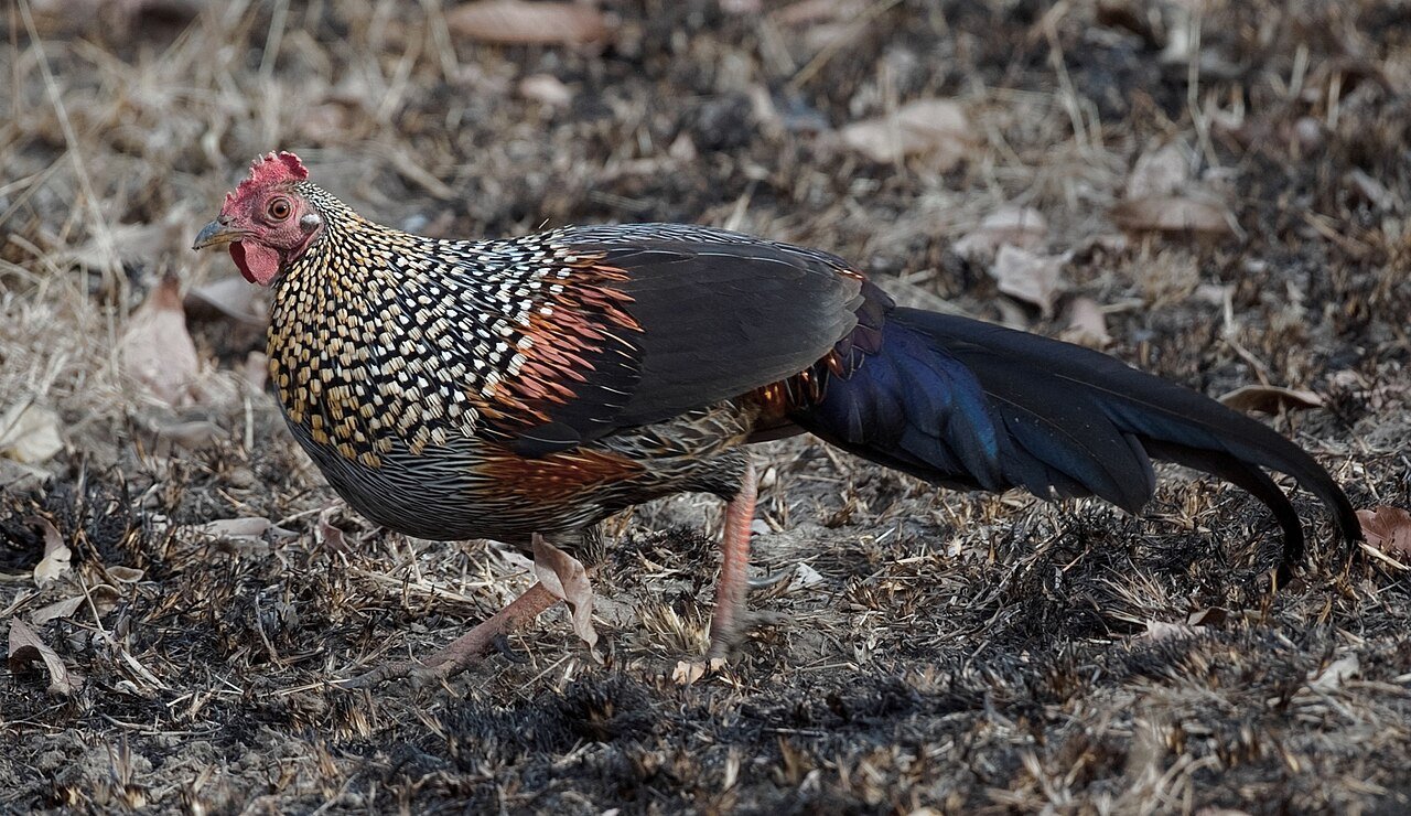 Grey junglefowl — photograph