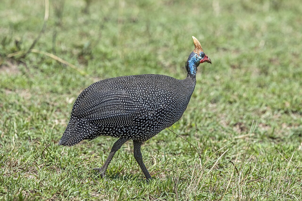Helmeted guineafowl — photograph