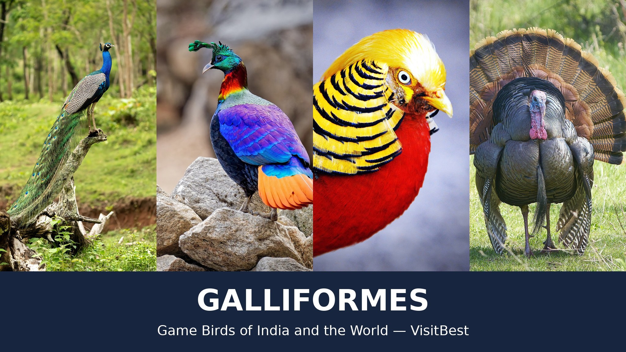 Galliformes — VisitBest cover
