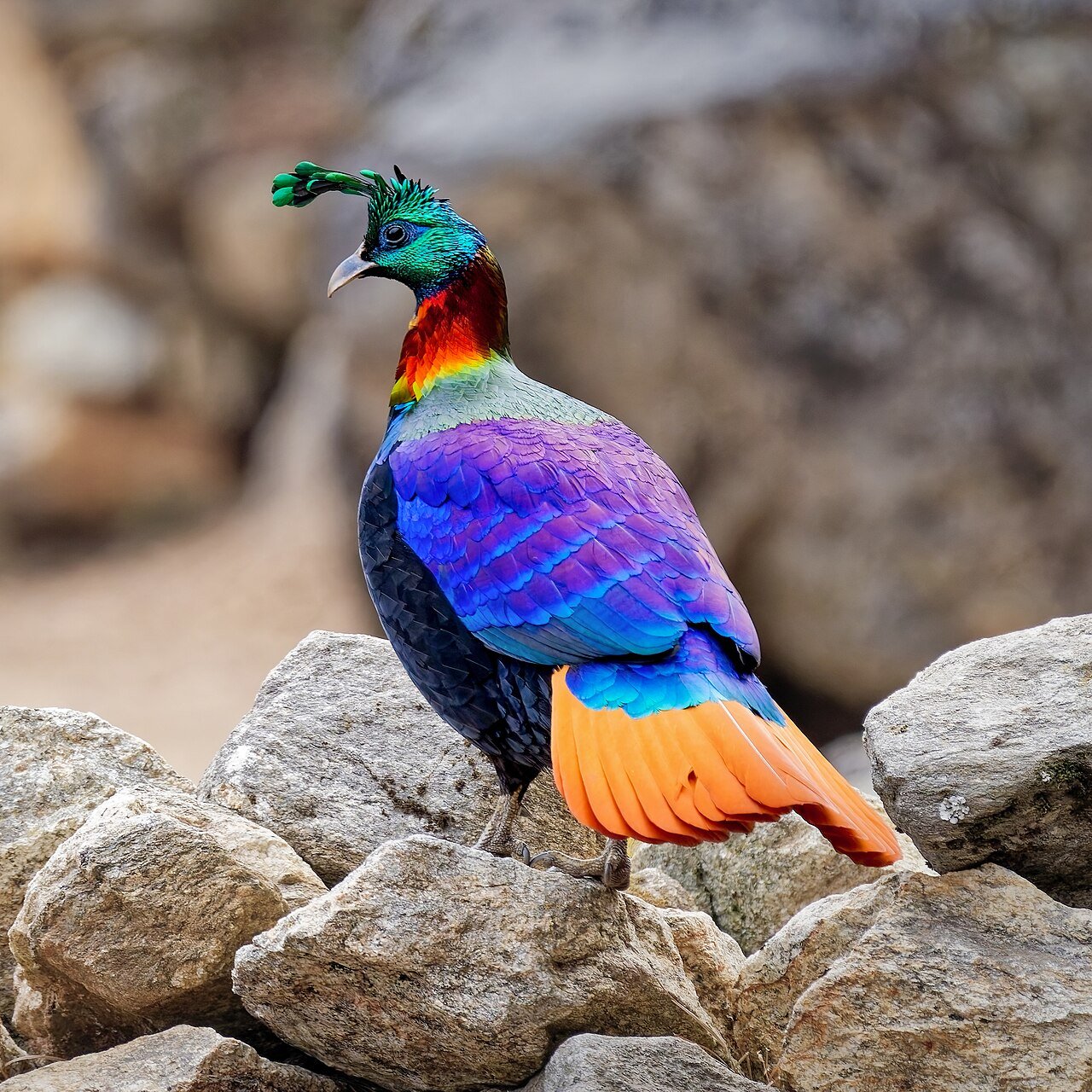 Himalayan monal — photograph