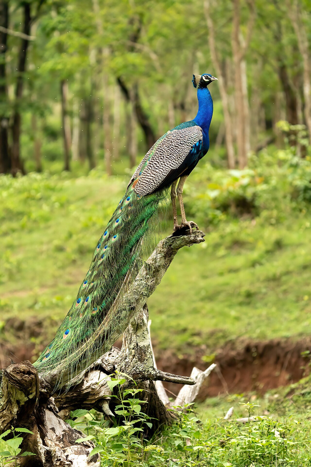 Indian peafowl — photograph