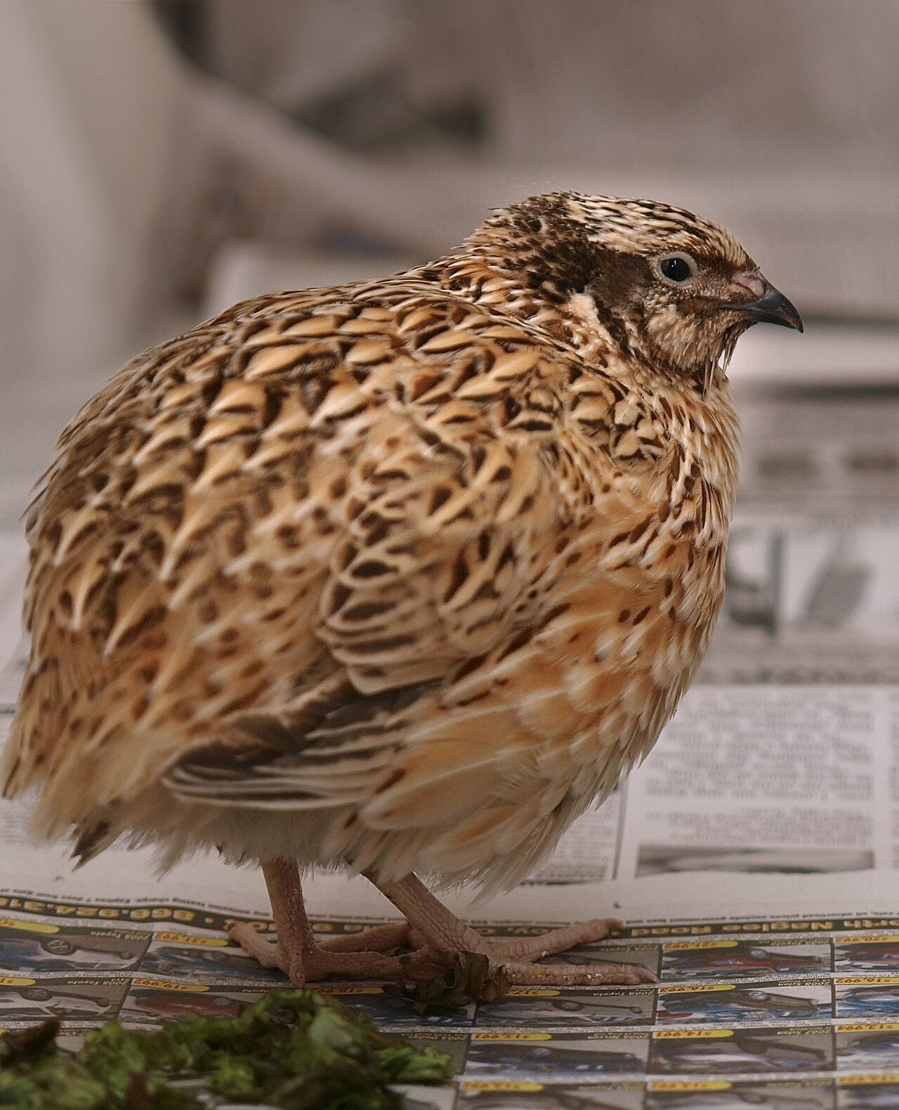 Japanese quail — photograph